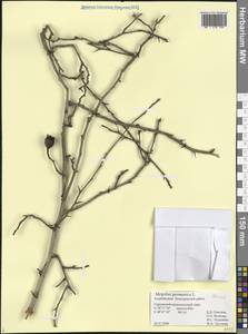 Crataegus germanica (L.) K.Koch ex Kuntze, Кавказ, Азербайджан (K6) (Азербайджан)