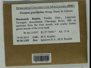 Fissidens gracilifolius Brugg.-Nann. & Nyholm, Гербарий мохообразных, Мхи - Карелия, Ленинградская и Мурманская области (B4) (Россия)