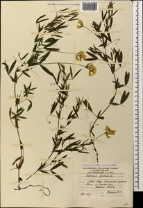 Чина луговая L., Кавказ, Южная Осетия (K4b) (Южная Осетия)