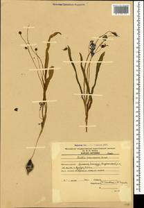 Scilla siberica subsp. caucasica (Miscz.) Mordak, Кавказ, Армения (K5) (Армения)