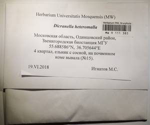 MW 9 111 383, Dicranella heteromalla (Hedw.) Schimp., Гербарий мохообразных, Мхи - Москва и Московская область (B6a) (Россия)