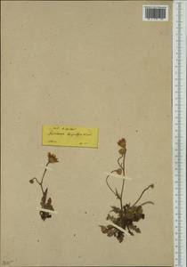 Crepis zacintha (L.) Babc., Западная Европа (EUR) (Греция)