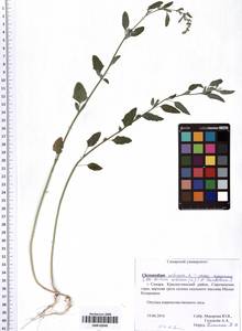 Марь городская (L.) S. Fuentes, Uotila & Borsch, Восточная Европа, Средневолжский район (E8) (Россия)