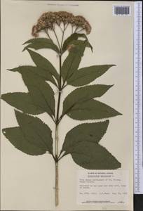 Eutrochium purpureum (L.) E. E. Lamont, Америка (AMER) (Канада)