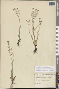 Myosotis alpestris subsp. suaveolens (Waldst. & Kit. ex Willd.) Strid, Восточная Европа, Московская область и Москва (E4a) (Россия)