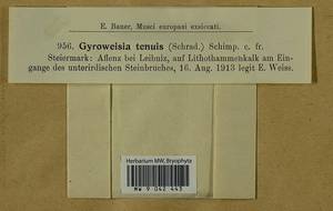 Gyroweisia tenuis (Hedw.) Schimp., Гербарий мохообразных, Мхи - Западная Европа (BEu) (Австрия)