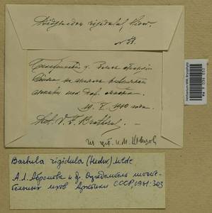 Didymodon rigidulus Hedw., Гербарий мохообразных, Мхи - Центральное Нечерноземье (B6) (Россия)