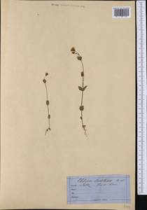 Blackstonia acuminata subsp. acuminata, Западная Европа (EUR) (Швейцария)