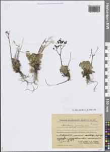 Камнеломка чашечная (Sternb.) Gornall & H.Ohba, Сибирь, Чукотка и Камчатка (S7) (Россия)