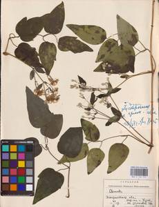 Ломонос обыкновенный L., Восточная Европа, Западно-Украинский район (E13) (Украина)