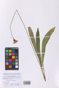 Кульбаба шершаволистная L., Восточная Европа, Московская область и Москва (E4a) (Россия)