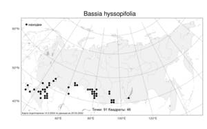 Bassia hyssopifolia, Бассия иссополистная (Pall.) Kuntze, Атлас флоры России (FLORUS) (Россия)