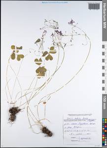 Oxalis articulata Savigny, Кавказ, Черноморское побережье (от Новороссийска до Адлера) (K3) (Россия)