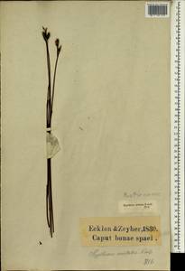 Hypodiscus aristatus (Thunb.) C.Krauss, Африка (AFR) (ЮАР)