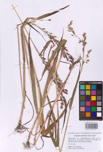 Sorghum bicolor notho subsp. drummondii (Nees ex Steud.) de Wet ex Davidse, Восточная Европа, Московская область и Москва (E4a) (Россия)