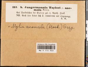 Mylia anomala (Hook.) Gray, Гербарий мохообразных, Мхи - Западная Европа (BEu) (Германия)