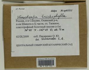 Sarmentypnum trichophyllum (Warnst.) Hedenäs, Гербарий мохообразных, Мхи - Дальний Восток (без Чукотки и Камчатки) (B20) (Россия)