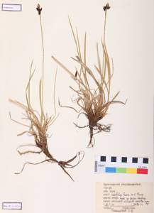 Carex bigelowii subsp. ensifolia (Turcz. ex Gorodkov) Holub, Сибирь, Алтай и Саяны (S2) (Россия)