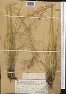 Ковыль перистый L., Средняя Азия и Казахстан, Джунгарский Алатау и Тарбагатай (M5) (Казахстан)