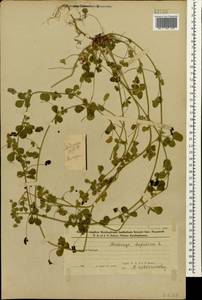 Люцерна хмелевидная L., Кавказ, Азербайджан (K6) (Азербайджан)