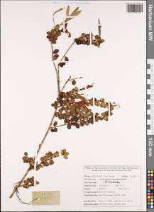 Aeschynanthus buxifolius Hemsl., Зарубежная Азия (ASIA) (Вьетнам)