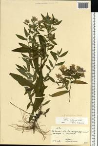 Symphyotrichum ×salignum (Willd.) G. L. Nesom, Восточная Европа, Западный район (E3) (Россия)