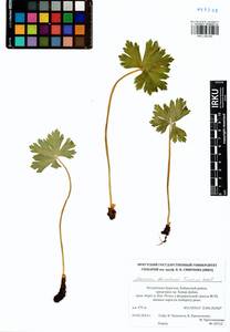 Anemonastrum baicalense (Turcz.) Mosyakin, Сибирь, Прибайкалье и Забайкалье (S4) (Россия)