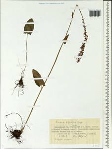 Rumex scutatus subsp. scutatus, Сибирь, Центральная Сибирь (S3) (Россия)