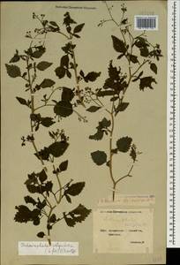 Дихроцефала цельнолистная (L. fil.) Kuntze, Кавказ, Грузия (K4) (Грузия)