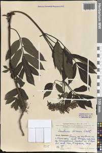 Sambucus javanica subsp. chinensis (Lindl.) Fukuoka, Зарубежная Азия (ASIA) (КНР)