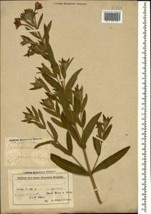 Кипрей волосистый, Кипрей мохнатый L., Кавказ, Азербайджан (K6) (Азербайджан)