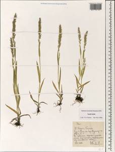 Poaceae, Зарубежная Азия (ASIA) (Индия)