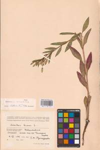Oenothera ×rubricaulis Kleb., Восточная Европа, Западный район (E3) (Россия)