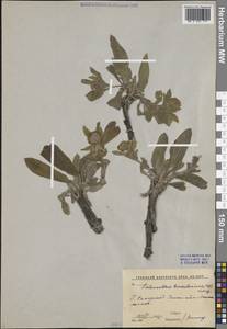 Solenanthus turkestanicus (Regel & Smirn.) Kusn., Средняя Азия и Казахстан, Памир и Памиро-Алай (M2) (Узбекистан)