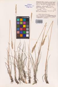 Koeleria macrantha subsp. macrantha, Восточная Европа, Нижневолжский район (E9) (Россия)