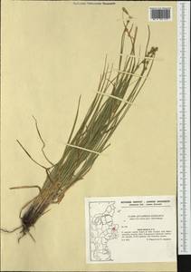 Carex leersii F.W.Schultz, nom. cons., Западная Европа (EUR) (Дания)