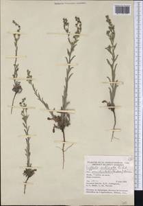 Lappula occidentalis (S. Watson) Greene, Америка (AMER) (Канада)