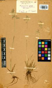 Мятлик альпийский L., Сибирь, Прибайкалье и Забайкалье (S4) (Россия)