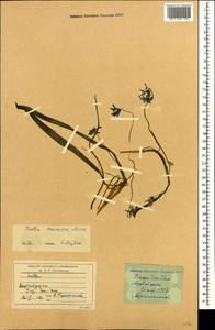 Scilla siberica subsp. caucasica (Miscz.) Mordak, Кавказ, Азербайджан (K6) (Азербайджан)
