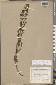 Зверобой изящный Steph. ex Willd., Восточная Европа, Северо-Украинский район (E11) (Украина)