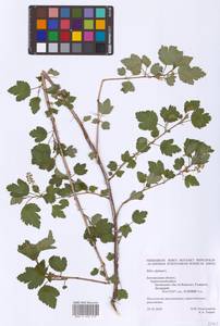 Смородина альпийская L., Восточная Европа, Центральный лесостепной район (E6) (Россия)