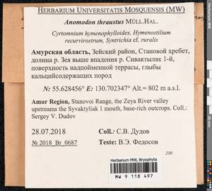 Anomodon thraustus Müll. Hal., Гербарий мохообразных, Мхи - Дальний Восток (без Чукотки и Камчатки) (B20) (Россия)