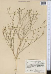 Двучленник пузырчатый (Fisch. & C. A. Mey.) C. A. Mey., Средняя Азия и Казахстан, Западный Тянь-Шань и Каратау (M3) (Киргизия)