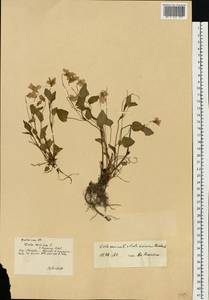 Viola ×kiliensis E. H. L. Krause, Восточная Европа, Московская область и Москва (E4a) (Россия)