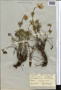 Прострел желтеющий (Zucc.) Zāmelis, Средняя Азия и Казахстан, Северный и Центральный Казахстан (M10) (Казахстан)