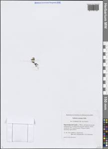 Звездчатка длинночерешковая, Сибирь, Центральная Сибирь (S3) (Россия)