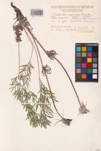 Прострел луговой (L.) Mill., Восточная Европа, Молдавия (E13a) (Молдавия)