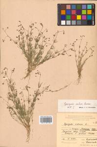 Spergula arvensis subsp. sativa (Boenn.) Celak., Сибирь, Дальний Восток (S6) (Россия)