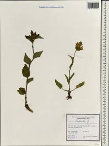 Колокольчик, Зарубежная Азия (ASIA) (Иран)