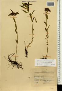 Crassulaceae, Сибирь, Прибайкалье и Забайкалье (S4) (Россия)